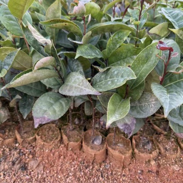 红花油茶