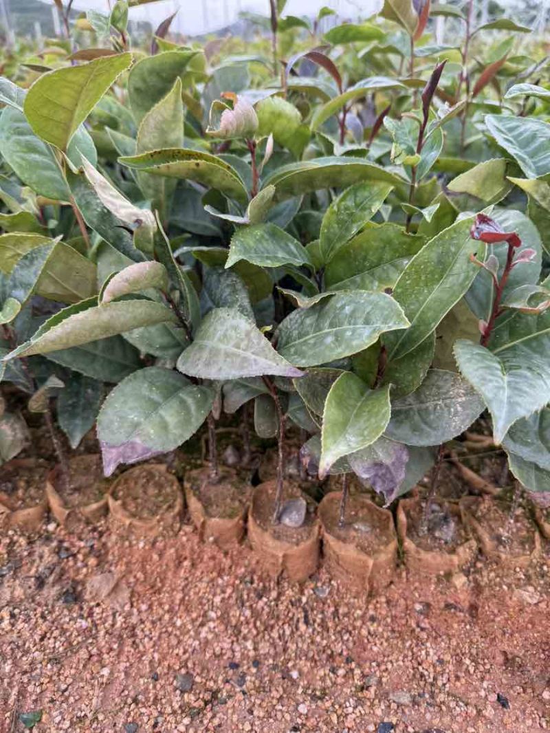 红花油茶