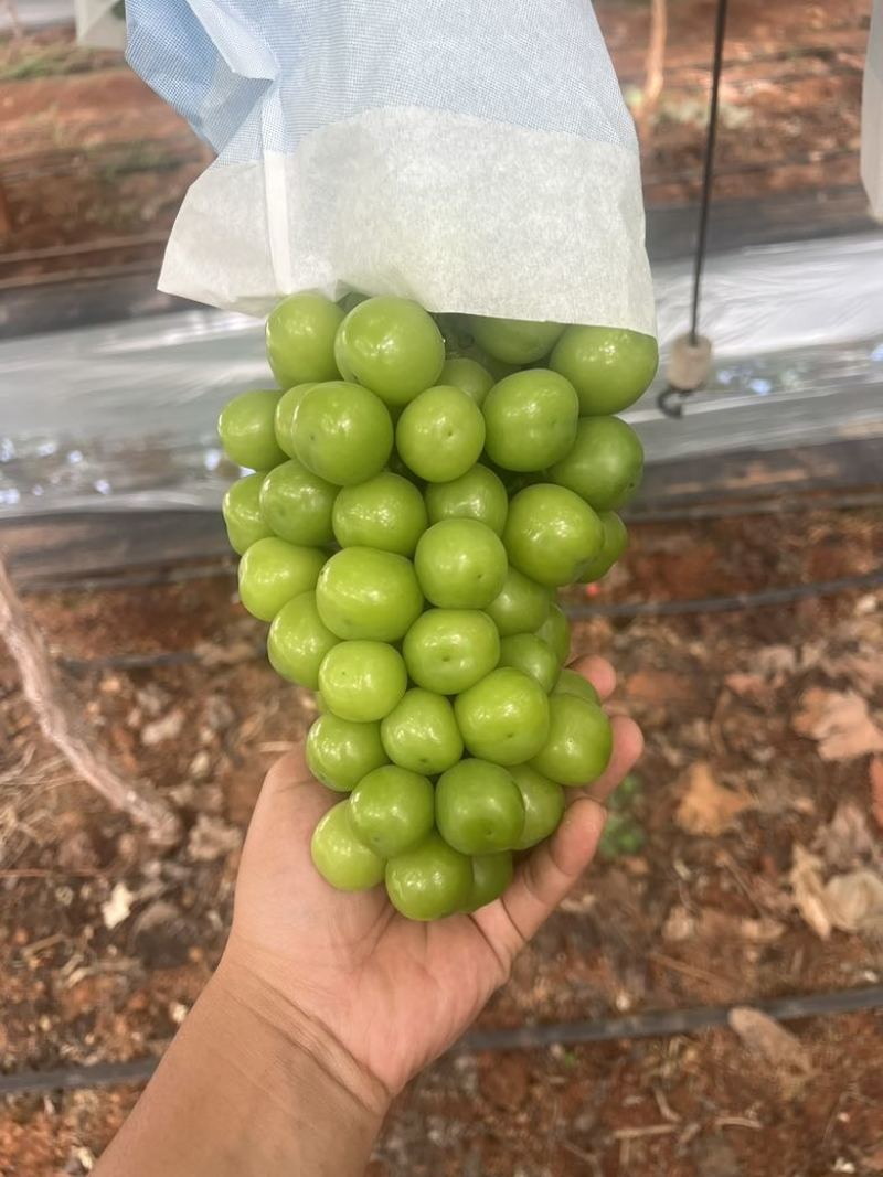建水夏黑葡萄，阳光玫瑰