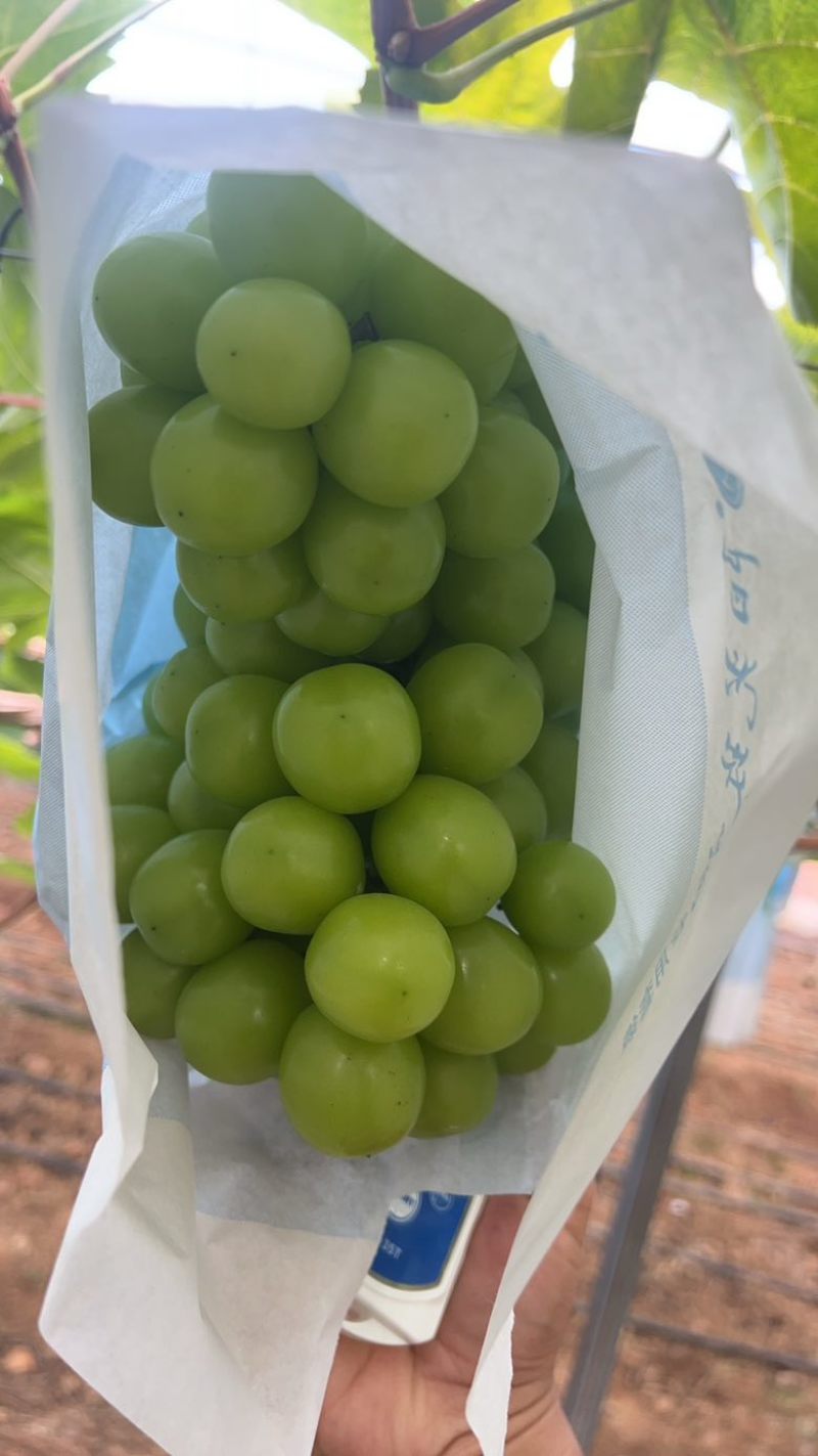 建水夏黑葡萄，阳光玫瑰