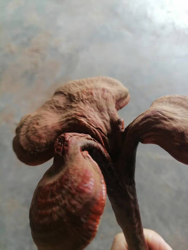 人工种植灵芝
