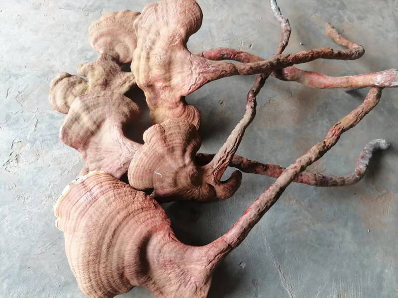 人工种植灵芝