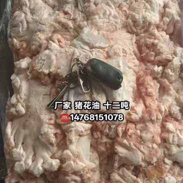厂家猪花油十二吨
