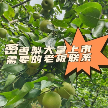 夏雪梨