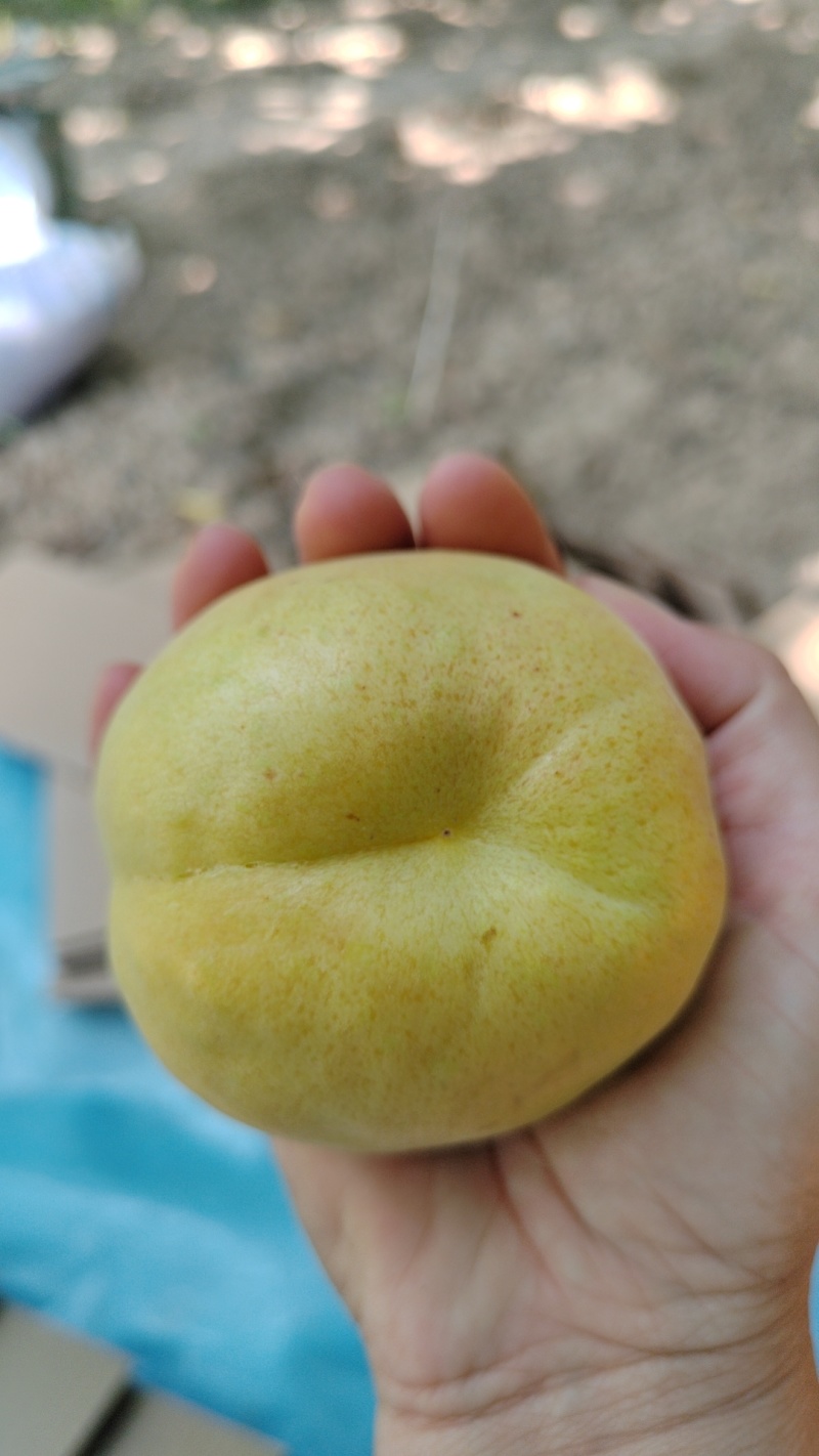 繁峙特产，赵庄白水大杏