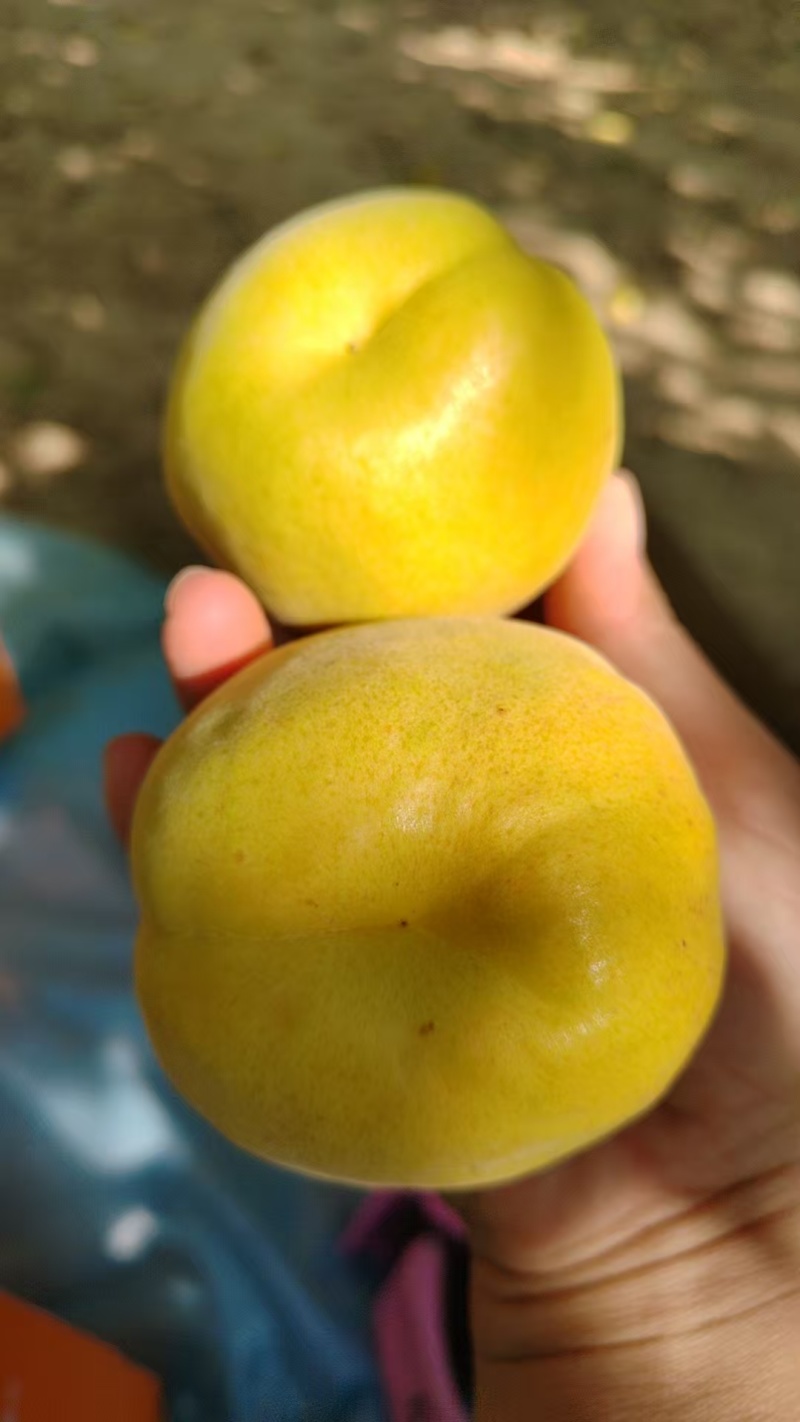 繁峙特产，赵庄白水大杏