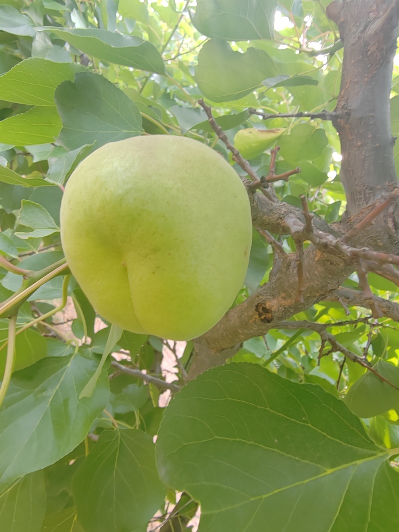 繁峙特产，赵庄白水大杏