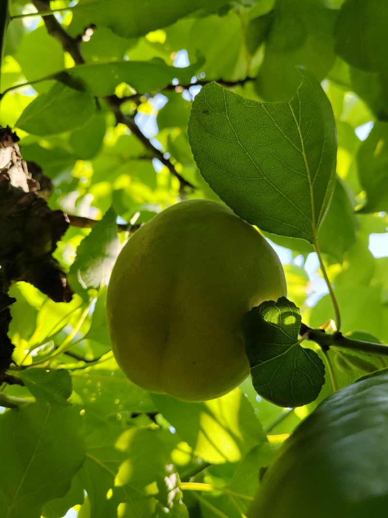 繁峙特产，赵庄白水大杏