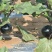 本地圆茄