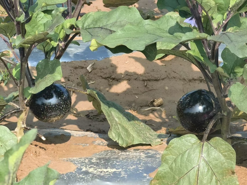 本地圆茄