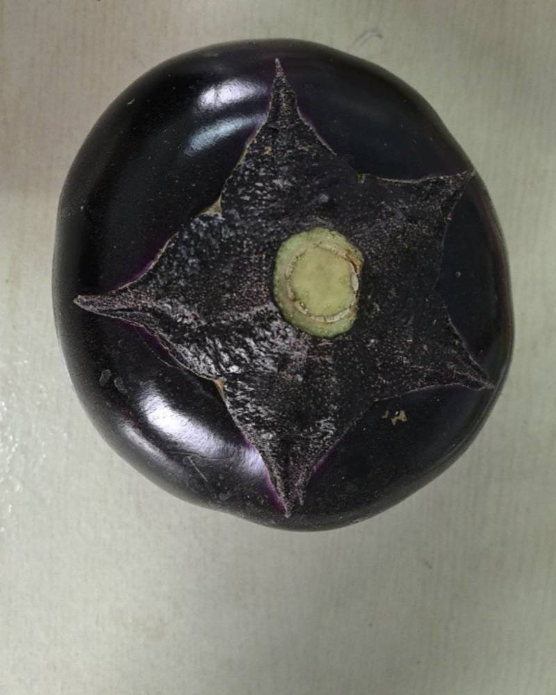 紫色圆茄子
