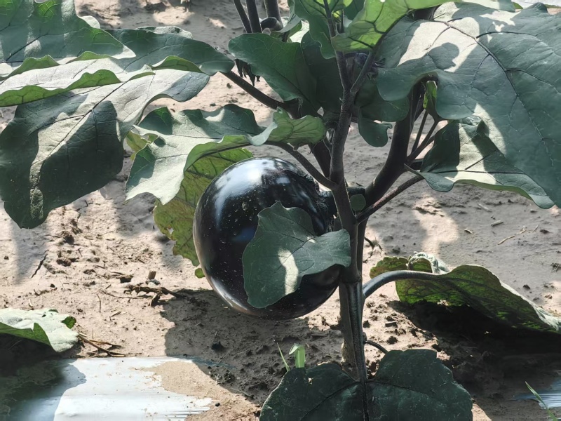 本地圆茄
