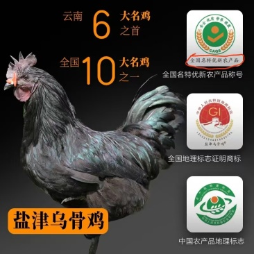 始祖乌骨鸡，云南盐津乌骨鸡，童子鸡