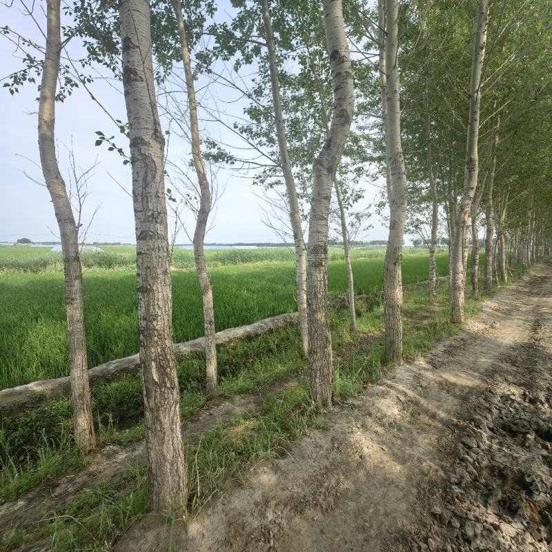 杨树两千课