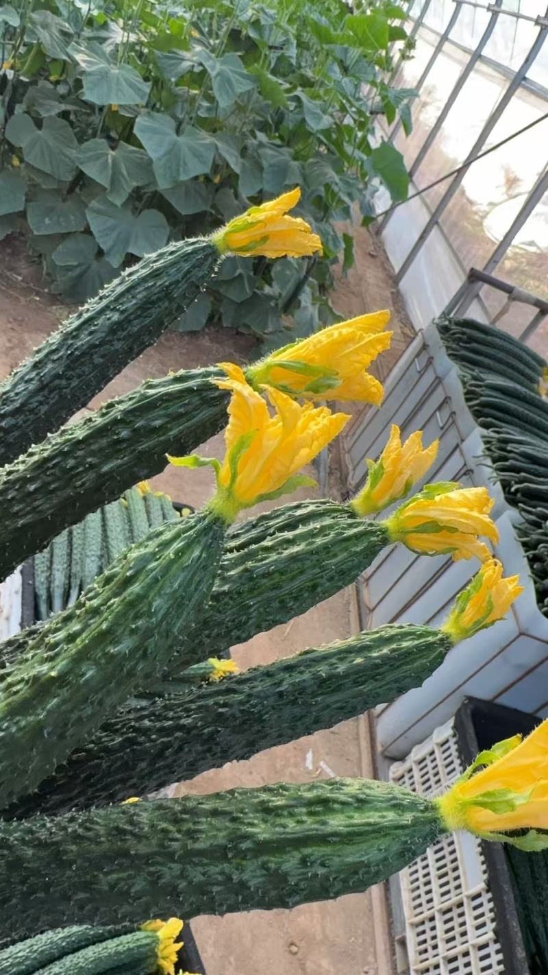 顶花带刺黄瓜