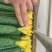顶花带刺黄瓜