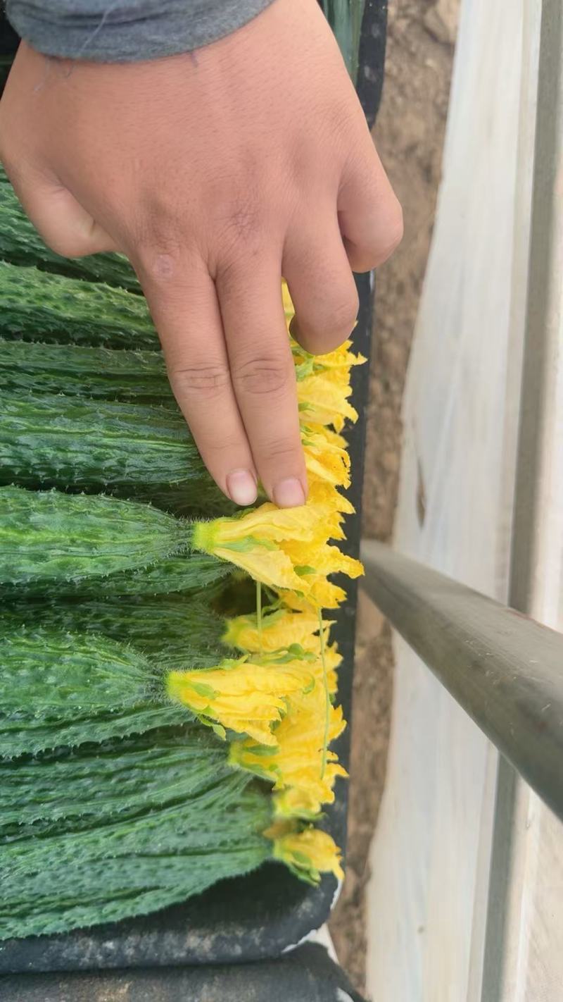 顶花带刺黄瓜