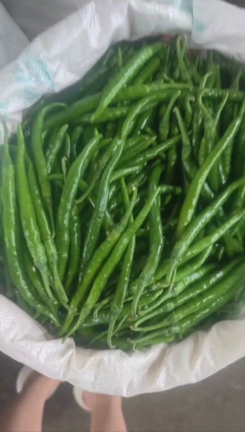 鲜辣椒黑线椒