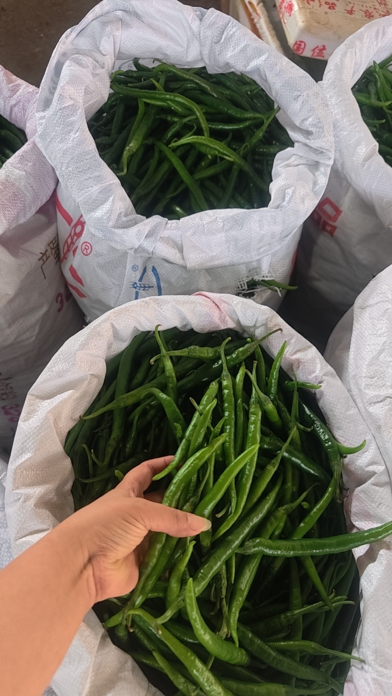 鲜辣椒黑线椒