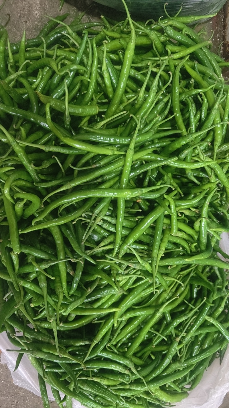 鲜辣椒黑线椒