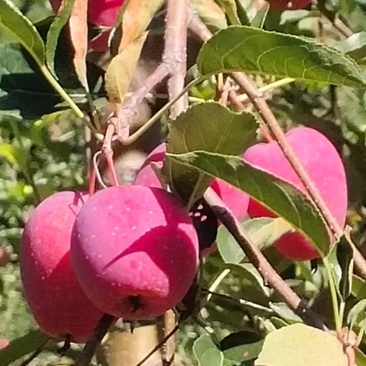 鸡心果