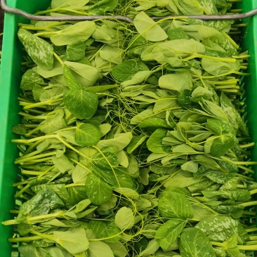 大量豌豆尖十天左右以后出货