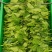 大量豌豆尖十天左右以后出货