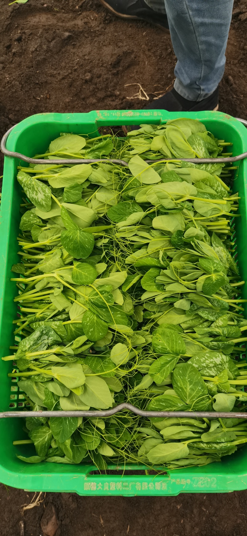 大量豌豆尖十天左右以后出货