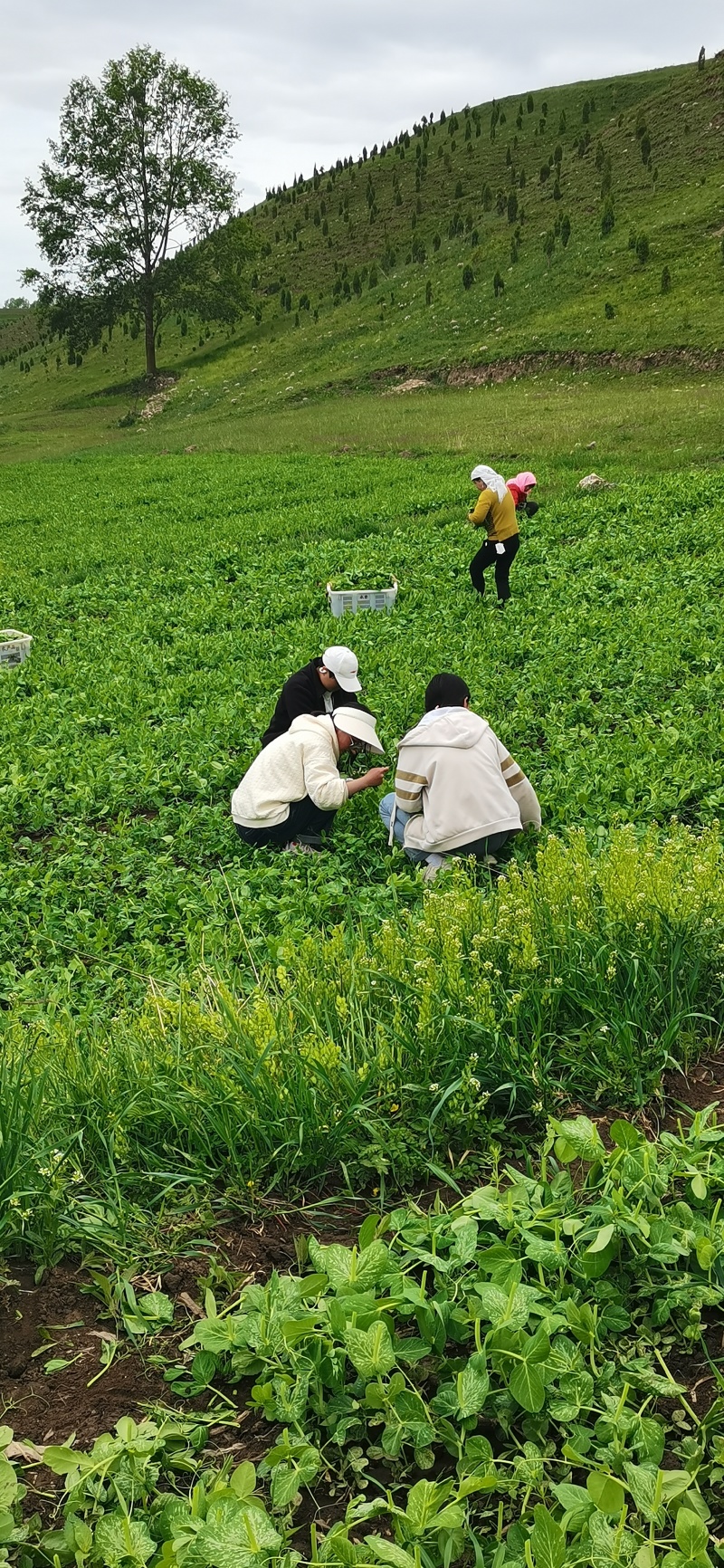 大量豌豆尖十天左右以后出货