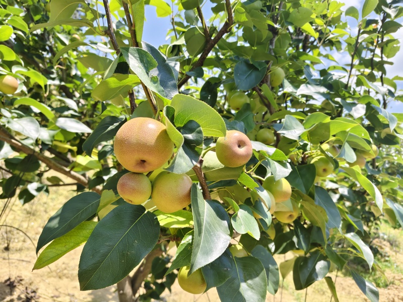 云南高原:丁香梨（蜂糖梨）雪花梨