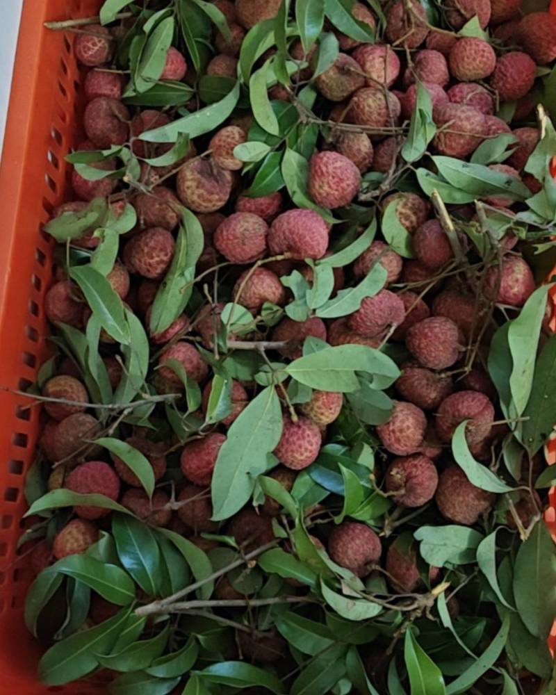 糯米糍荔枝