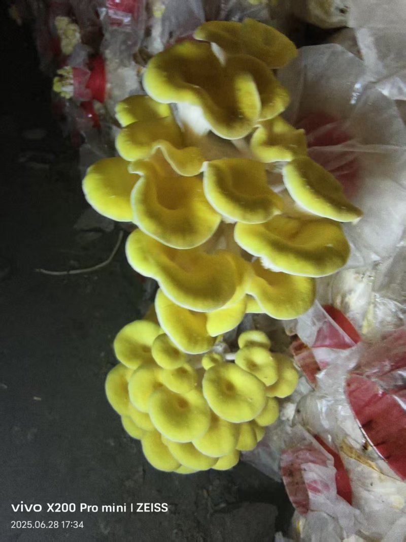 黄金菇