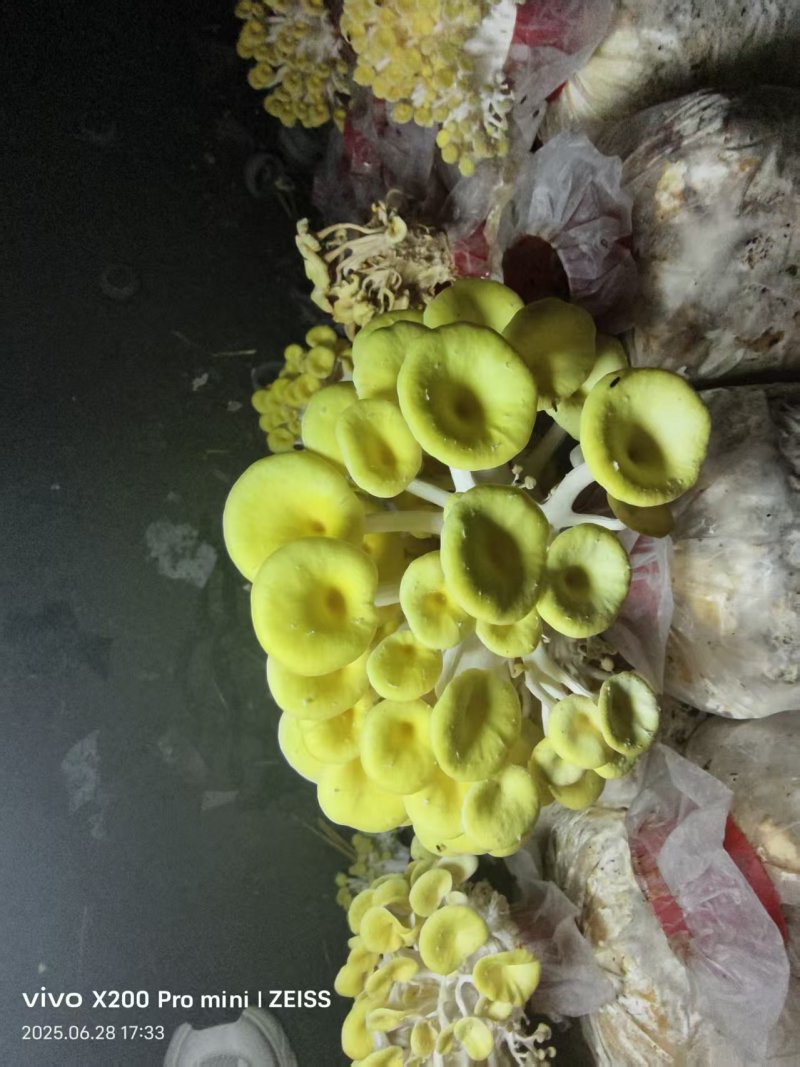 黄金菇