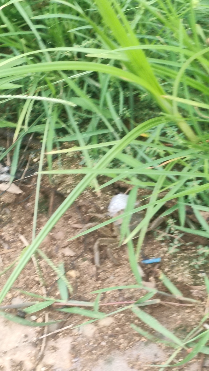 毛蟹1---1.5两