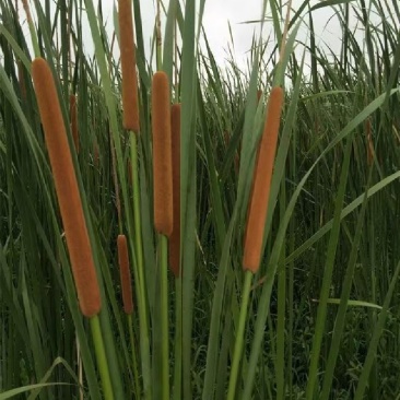 野生香蒲，现货