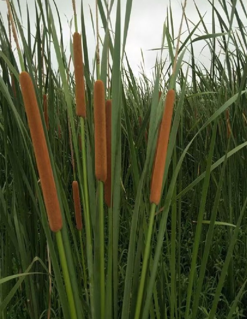 野生香蒲，现货