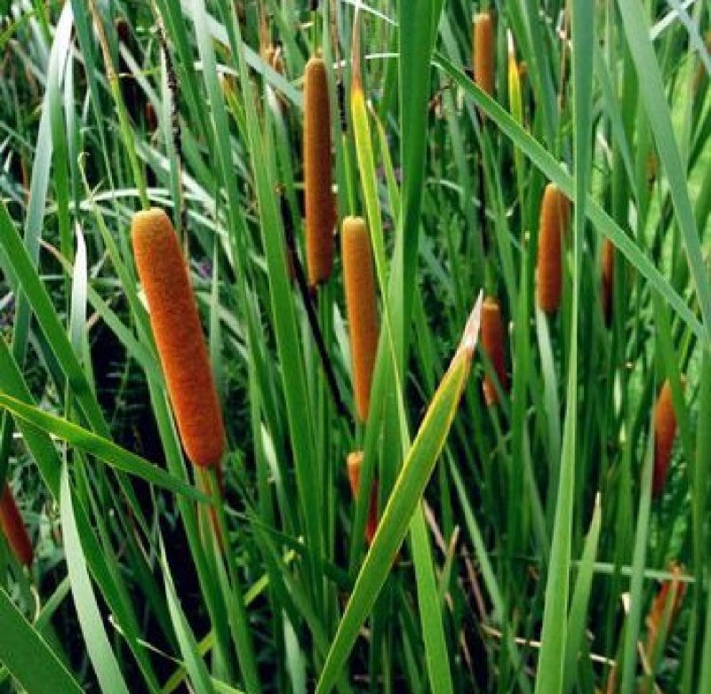 野生香蒲，现货