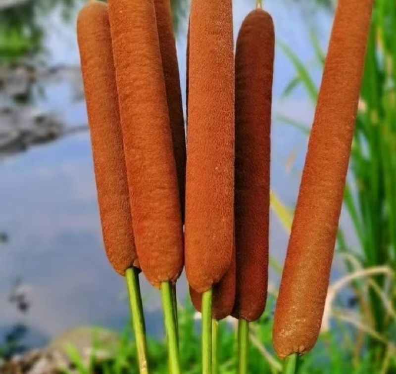 野生香蒲，现货