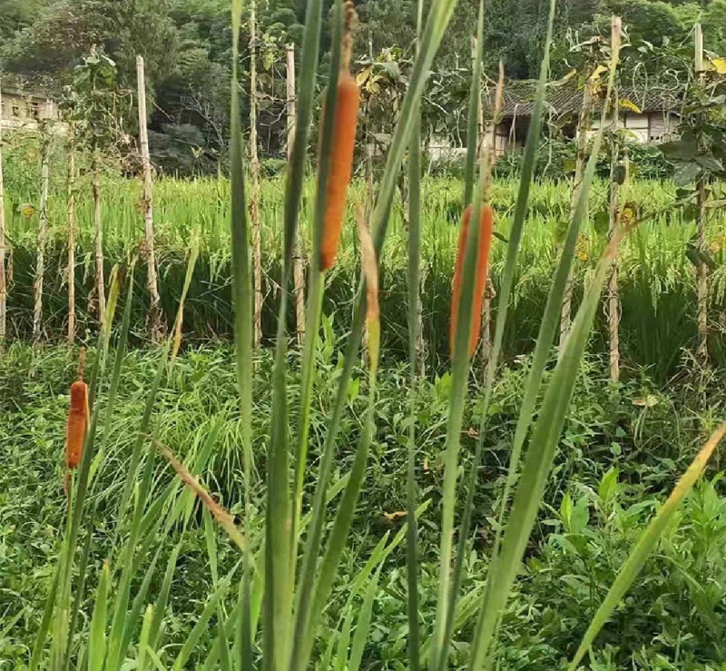 野生香蒲，现货