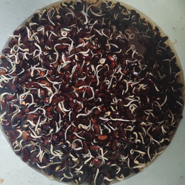 有机黑豆，高寒产地，低GI，可以打豆浆，生豆芽，精挑细选