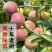 四川半边红李子茵红李脱骨李抖音淘宝拼多多一件代发