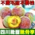 四川半边红李子茵红李脱骨李抖音淘宝拼多多一件代发