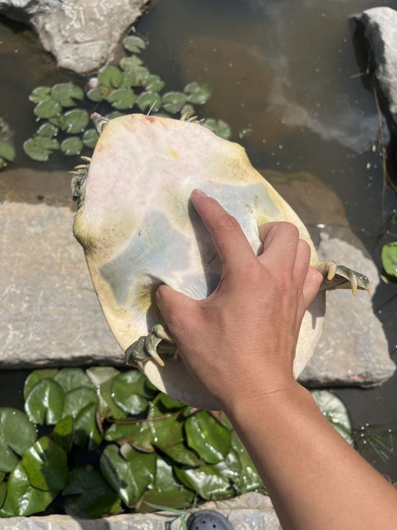 汉寿正儿八经生态甲鱼，白底板，宽裙边，批发价大量有
