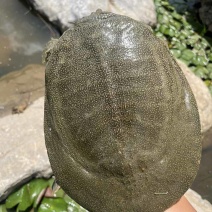 汉寿正儿八经生态甲鱼，白底板，宽裙边，批发价大量有