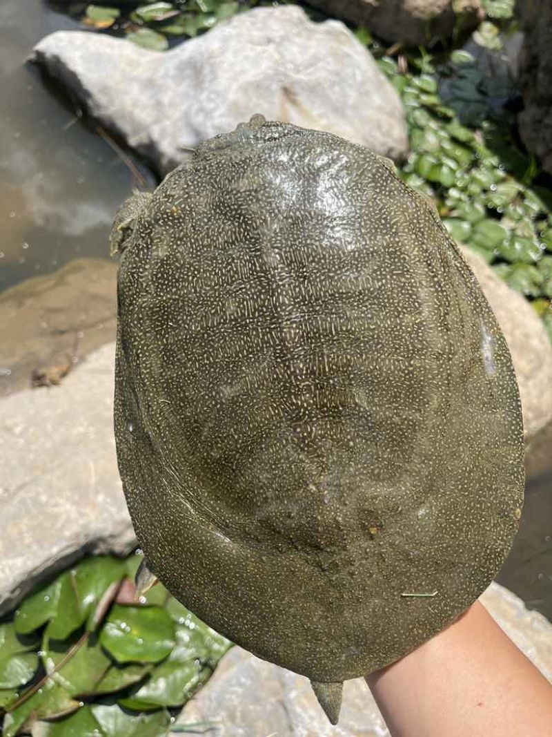 汉寿正儿八经生态甲鱼，白底板，宽裙边，批发价大量有