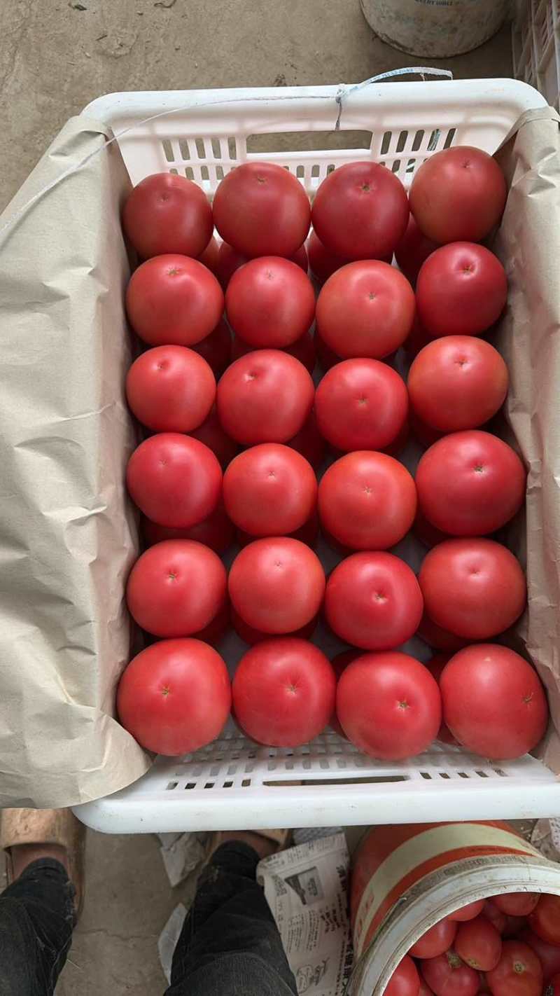 硬粉西红柿