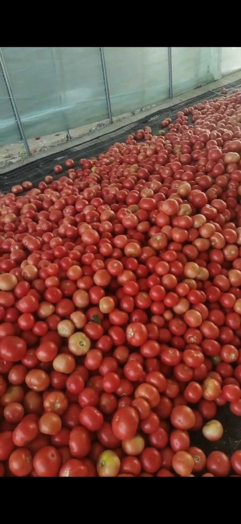 硬粉西红柿