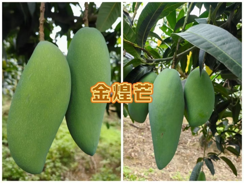 广西百色芒果