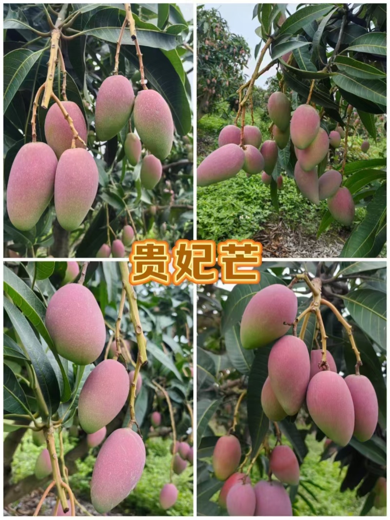 广西百色芒果