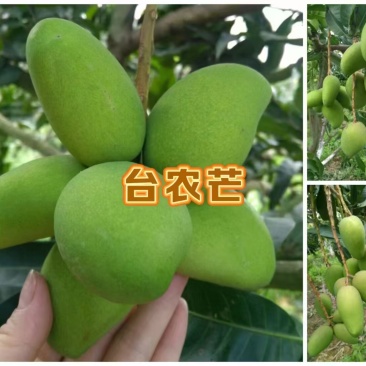 广西百色芒果